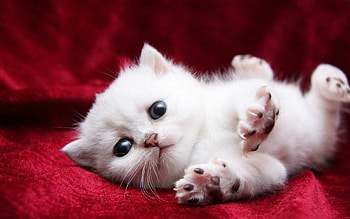 Irresistibly cute cats, Lovely and charming, Adorable cat , Heartwarming cat graphs HD wallpaper