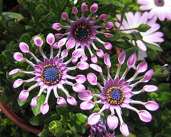 Flowers, purple, leaves, nature HD wallpaper
