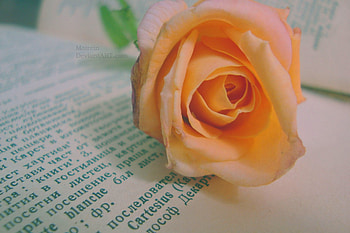 Nostalgia, rose, soft, orange, flower HD wallpaper
