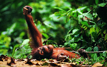 Animals, Greens, Monkey, Playing, Plays HD wallpaper