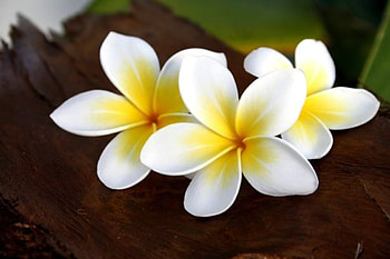 Frangipani, Flowers, Nature, Plumeria, Petals HD wallpaper