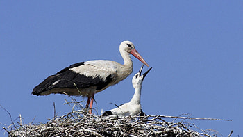 Explore stork , , mobile, and tablet, Wide range of options, High-quality ry HD wallpaper