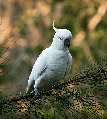 Animals, Parrots, Bird, Cockatoo HD phone wallpaper