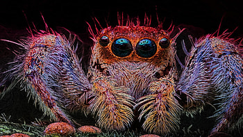 Spider diversity, Nature's marvels, Spider , Exquisite arachnids HD wallpaper