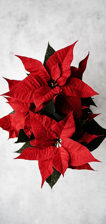 Red poinsettia , Vibrant colors HD phone wallpaper