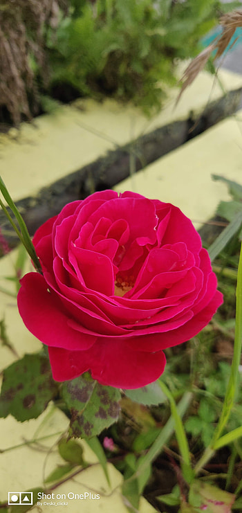 Red Rose, magenta, pink HD phone wallpaper