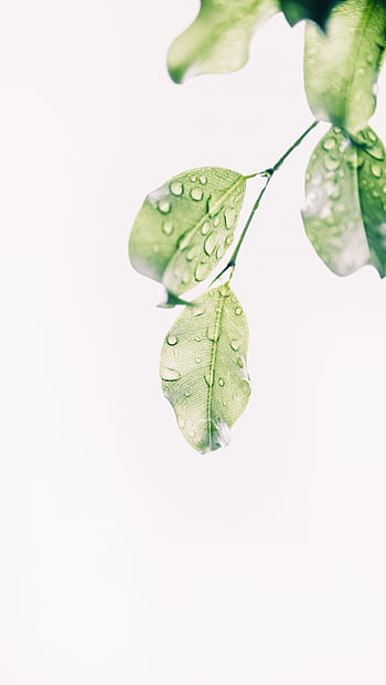 Close-up of fresh green leaves with water droplets on a branch, ideal for nature themes. HD phone wallpaper