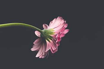 Close-up of a pink Gerbera flower captured from the side, against a dark backdrop. HD wallpaper