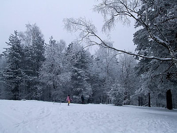 Going Sleding, winter, trees, snow, sled HD wallpaper
