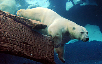 Animals, To Swim, Swim, Big, Large, Underwater, Polar Bear, Submarine HD wallpaper