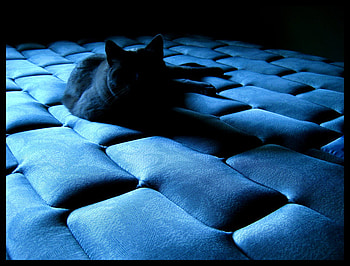 Cold Comfort, blue, black, bed, abstract, graphy, animals, cold, cat HD wallpaper