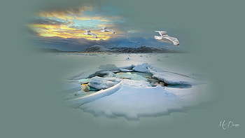 Winter Collage, river, winter, biard, gull, frozen, cold, sky, ice, clouds HD wallpaper
