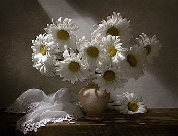 Flower daisies, Flowers, White, Daisy, Pretty HD wallpaper