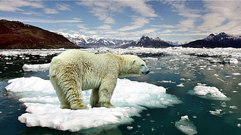 Frozen elegance, Arctic serenity, bliss, Cold beauty HD wallpaper
