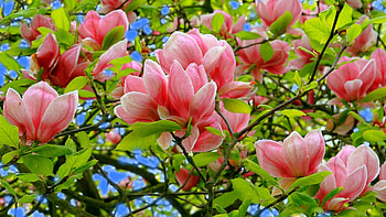 Close up, blossom, pink flowers, tree branches HD wallpaper