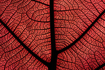 Red leaf, veins, close up HD wallpaper