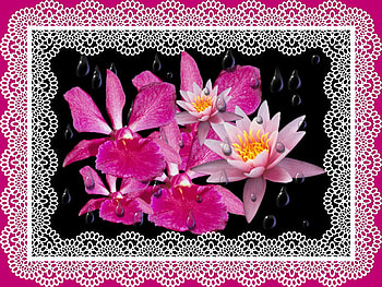 rain drops on flower, night, lace, rain, flower HD wallpaper