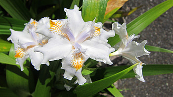 Lovely orchid, white, flower, Lovely, orchid, mountain HD wallpaper