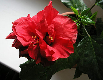 Flowers, Leaves, Flowering, Bloom, Greens, Pot, Hibiscus HD wallpaper