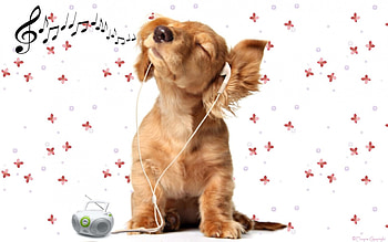 Music is my Life, artwork, notes, funny, earstick HD wallpaper