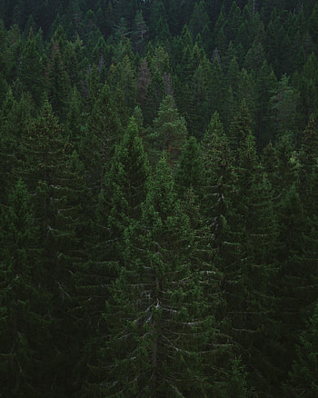 Nature, Trees, Forest, Fir, Spruce HD phone wallpaper