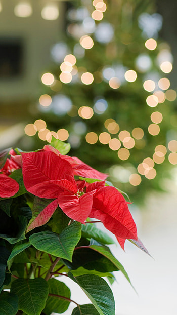 Christmas colors, Blaise Marque's design, , Poinsettia leaves HD phone wallpaper