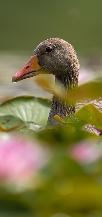 Captivating animal, Feathered wonder, Beautiful goose, Natural splendor HD phone wallpaper