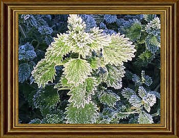 FROST ON LEAVES, FROST, LEAVES, NATURE HD wallpaper