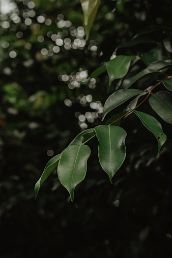 Leaves, Macro, Glare, Blur, Smooth, Branch, Bokeh, Boquet HD phone wallpaper