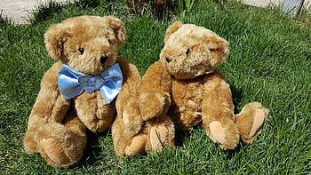 Grass, Toys, Miscellanea, Miscellaneous, Couple, Pair, Teddy Bears HD wallpaper