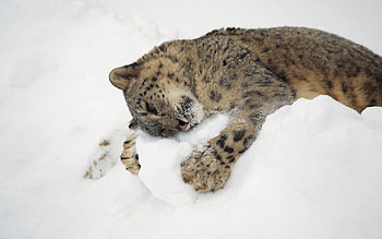 Animals, Snow Leopard, Snow, To Lie Down, Lie, Playful HD wallpaper