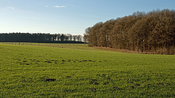 Nature, Trees, Grass, Greens, Field, Bumps, Tussocks HD wallpaper