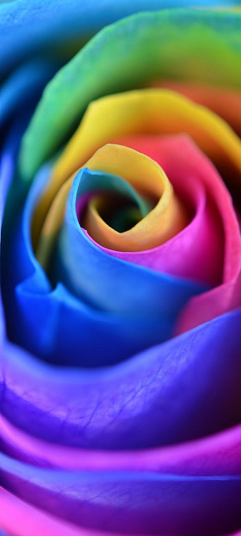 Rose, magenta, pink HD phone wallpaper