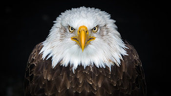 Bald Eagle , bald-eagle, eagle, birds HD wallpaper