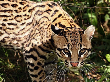 Ocelot-Cat, cat, beautiful, ocelot HD wallpaper