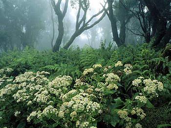 Nature, Flowers, Trees, Forest, Vegetation, Spain HD wallpaper