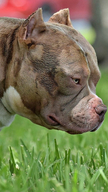 American Bully, Grass Background, Dog, dog breeds HD phone wallpaper