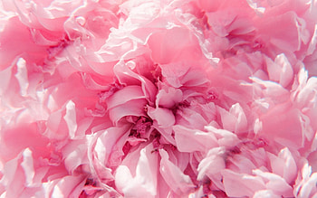 Flower, hayden williams, pink, skin HD wallpaper