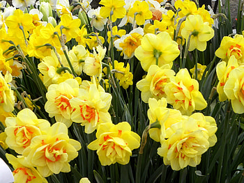 Flowers, Narcissussi, Greens, Flower Bed, Flowerbed, Spring HD wallpaper