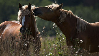 Loving Horses, animal, horses, loving, field HD wallpaper