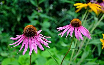 Plants, Flowers HD wallpaper