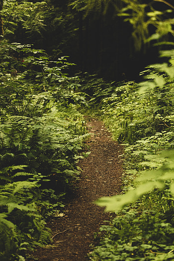 Nature, Bush, Fern, Forest, Greens, Path HD phone wallpaper