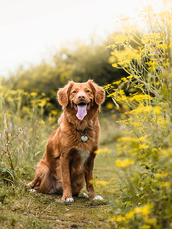 Animals, Dog, Pet, Protruding Tongue, Tongue Stuck Out, Retriever, Golden Retriever HD phone wallpaper