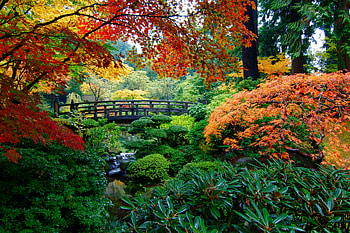 Bridge, Fall, Japanese Garden, Garden, , Tree HD wallpaper