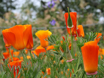 CALIFORNIAN POPPY, PRETTY, CALIFORNIAN, FLOWERS, POPPY HD wallpaper