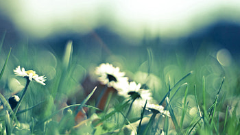 Grass, Flower, Macro, Glare, Polyana, Glade HD wallpaper