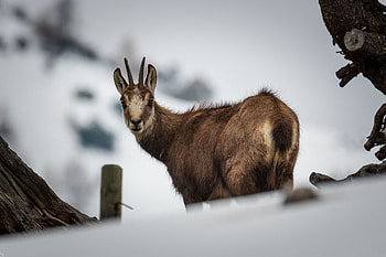 Ibex & chamois, Mountain dwellers, Alpine harmony, Majestic creatures HD wallpaper