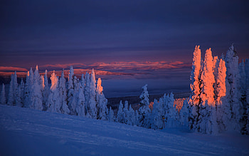 Twilight Beauty, trees, Winter, forest, snow HD wallpaper