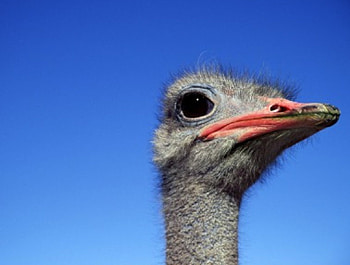 Ostrich Africa, blue, sky, bird, ostrich HD wallpaper