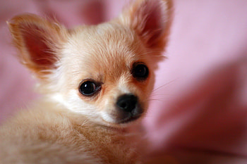 Der Chihuahua, Qualzucht, Flausch und Wissenschaft, Einzigartiger Charakter HD wallpaper